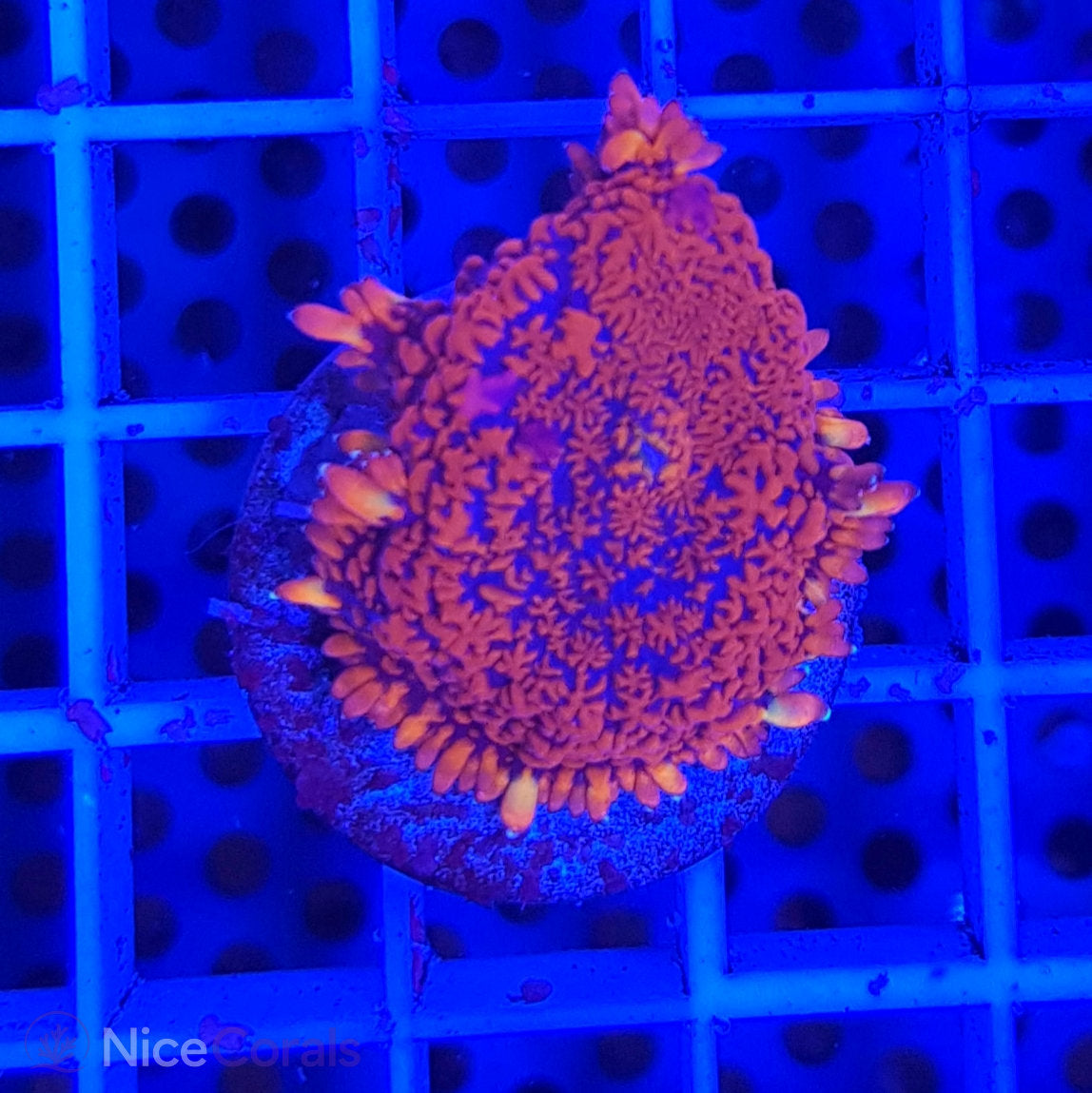 Rhodactis