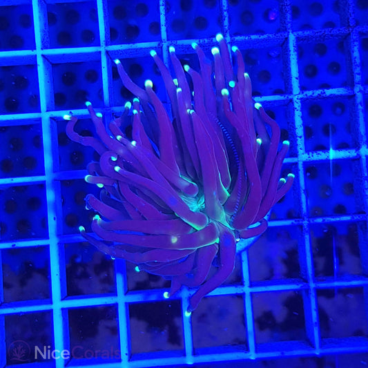 Euphyllia Black Torch