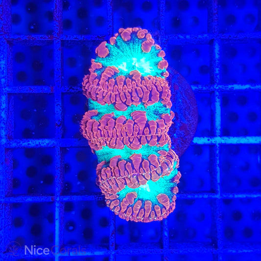 Blastomussa