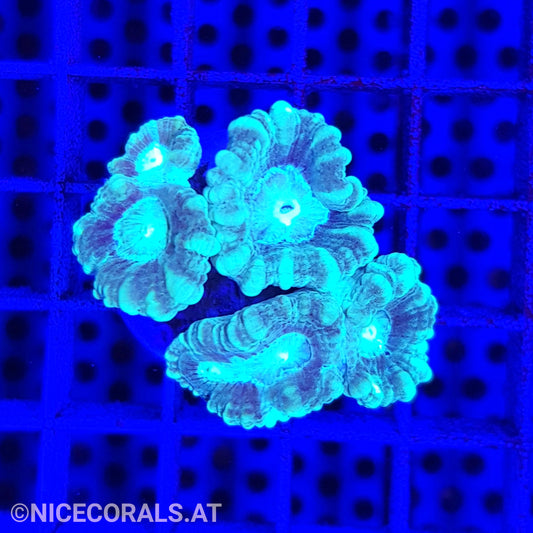 Caulastrea