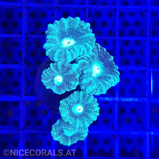 Caulastrea