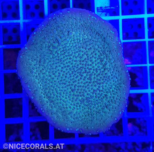 Montipora