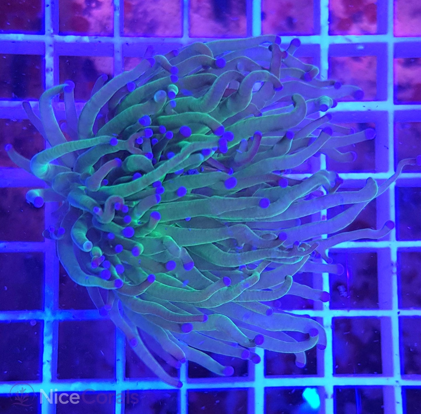 Euphyllia Torch