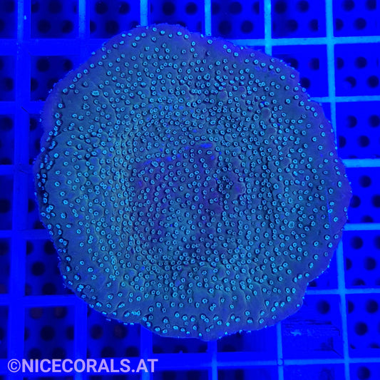Montipora