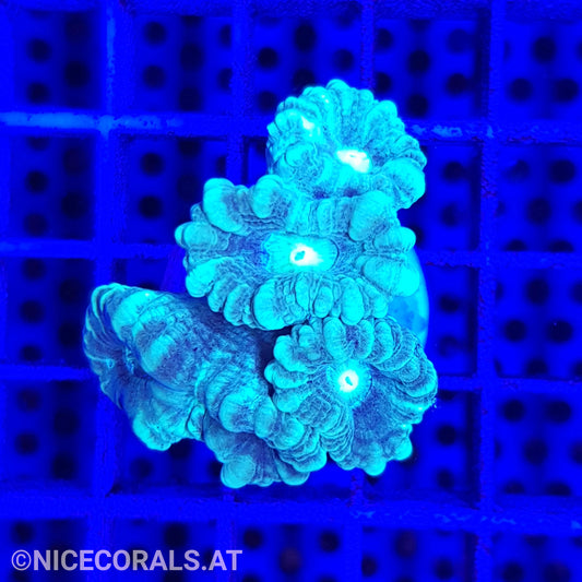 Caulastrea