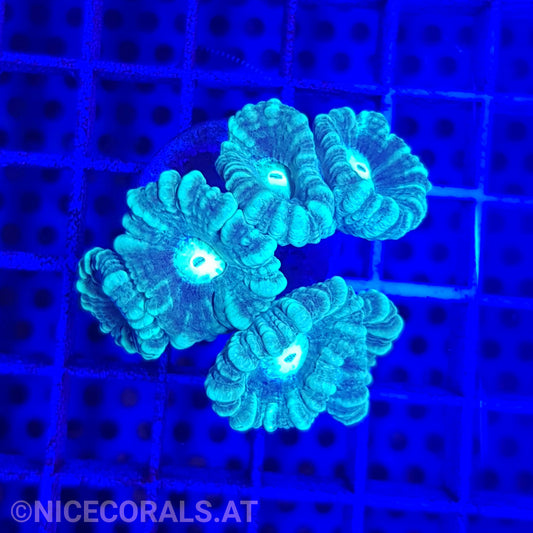 Caulastrea