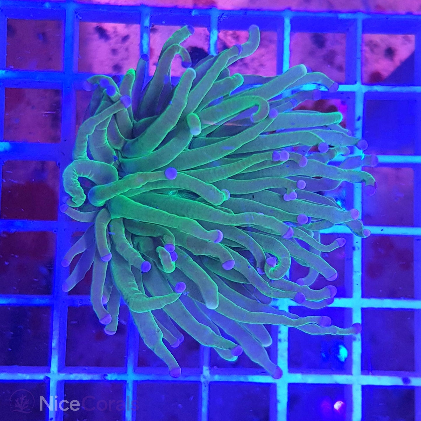 Euphyllia Torch