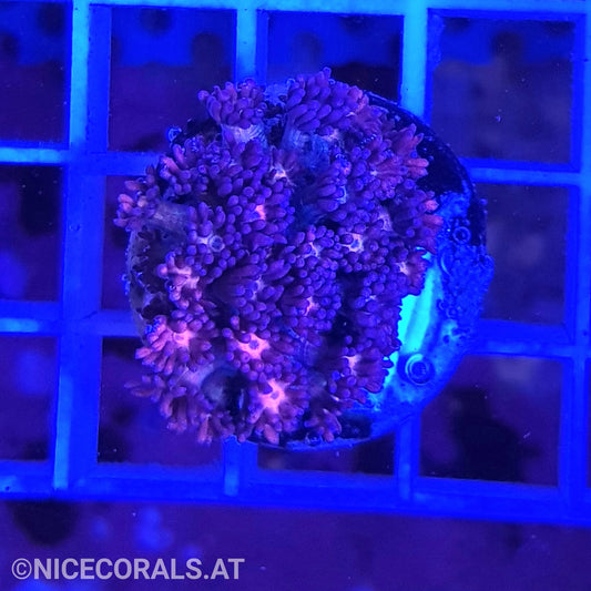 Goniopora