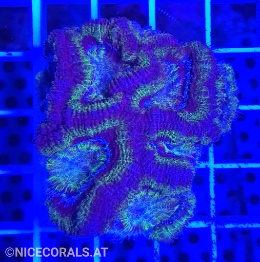 Acanthastrea