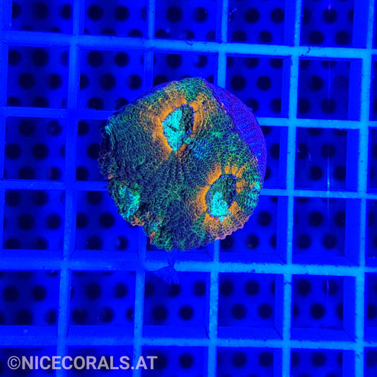 Acanthastrea echinata