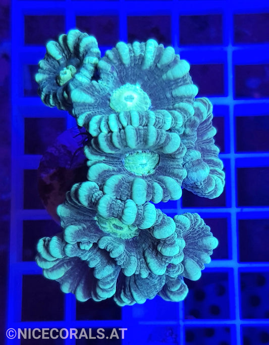 Caulastrea