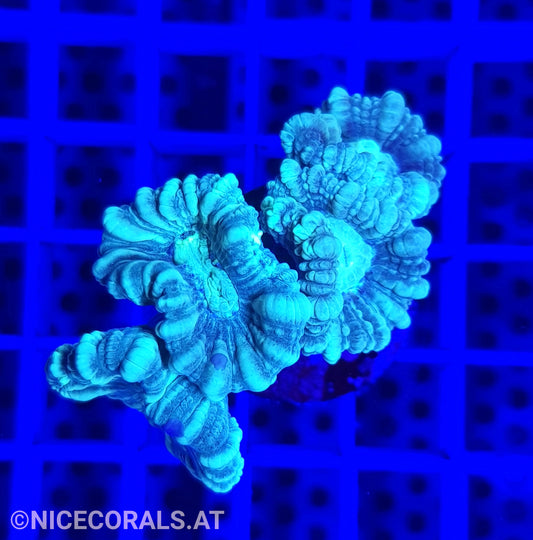 Caulastrea