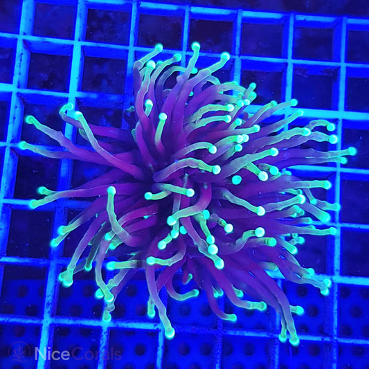 Euphyllia Indo Torch