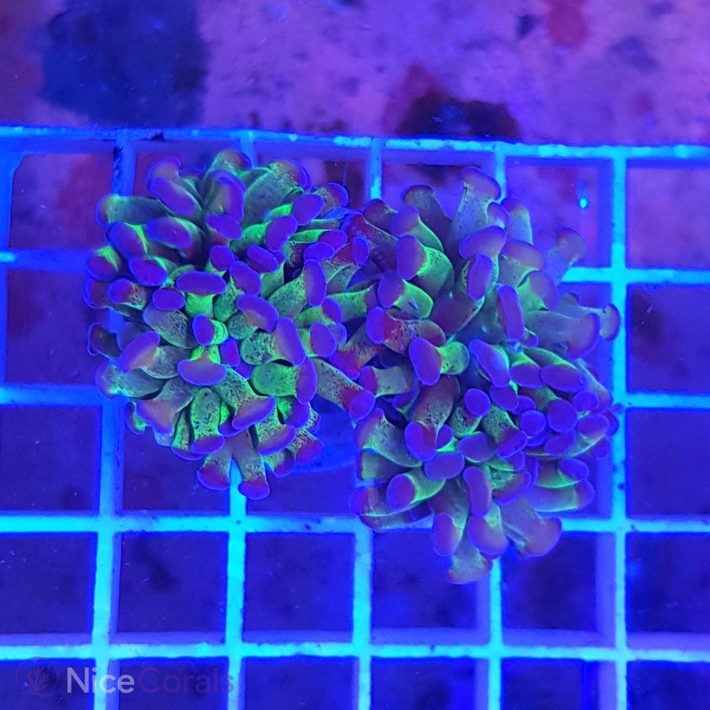Euphyllia Paraancora