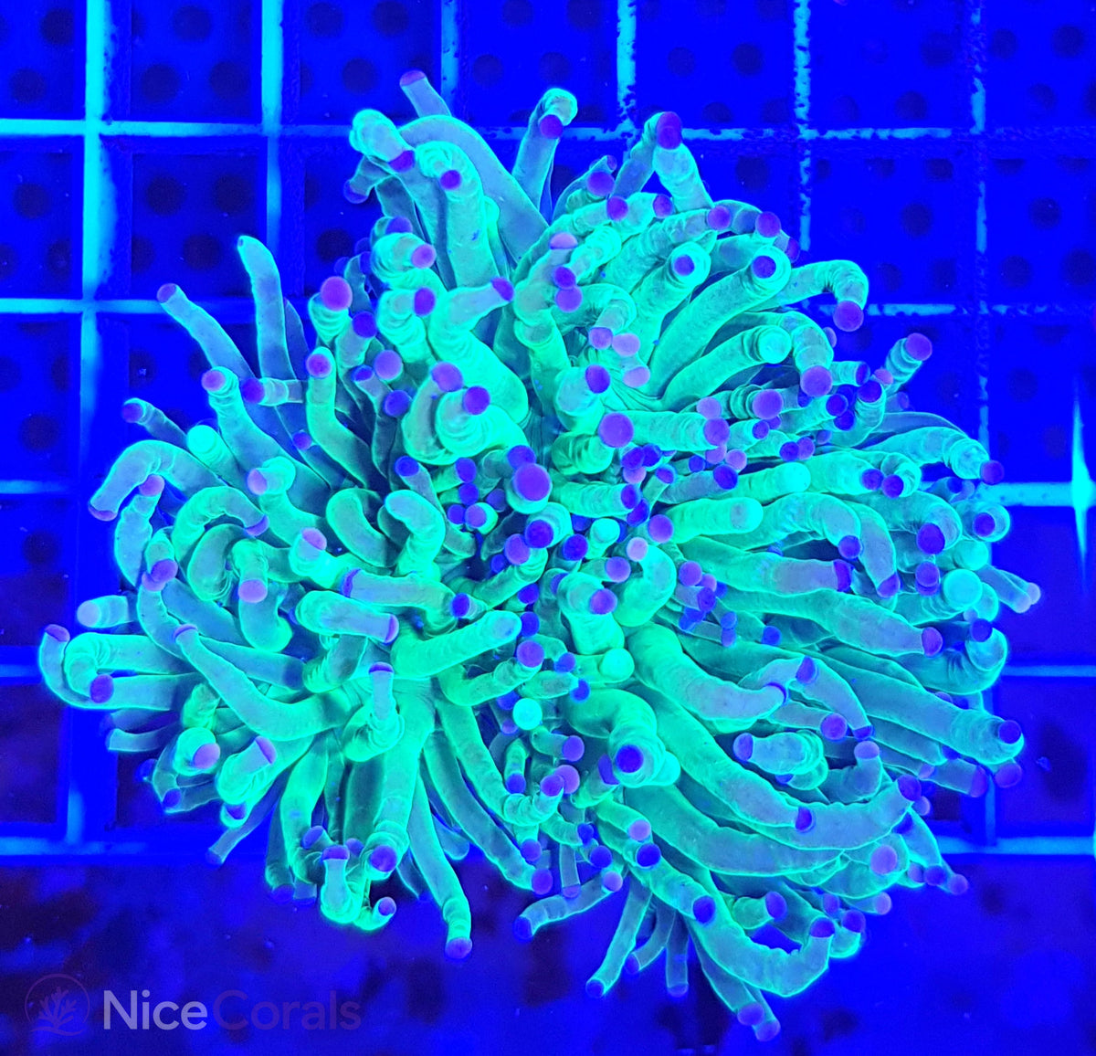 Euphyllia Torch