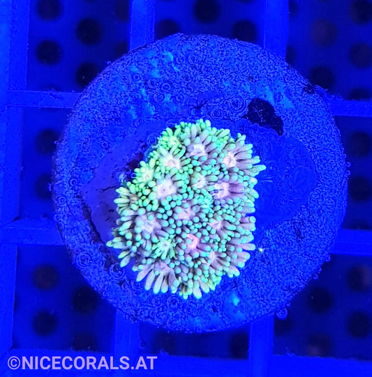 Goniopora