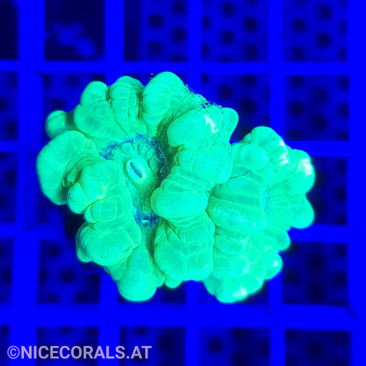 Caulastrea