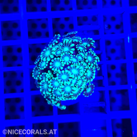 Alveopora