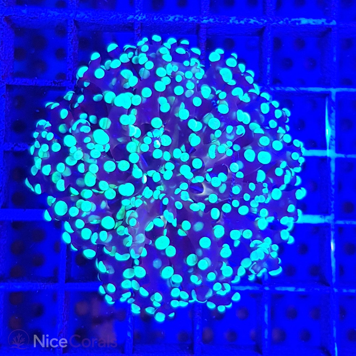 Euphyllia paradivisa