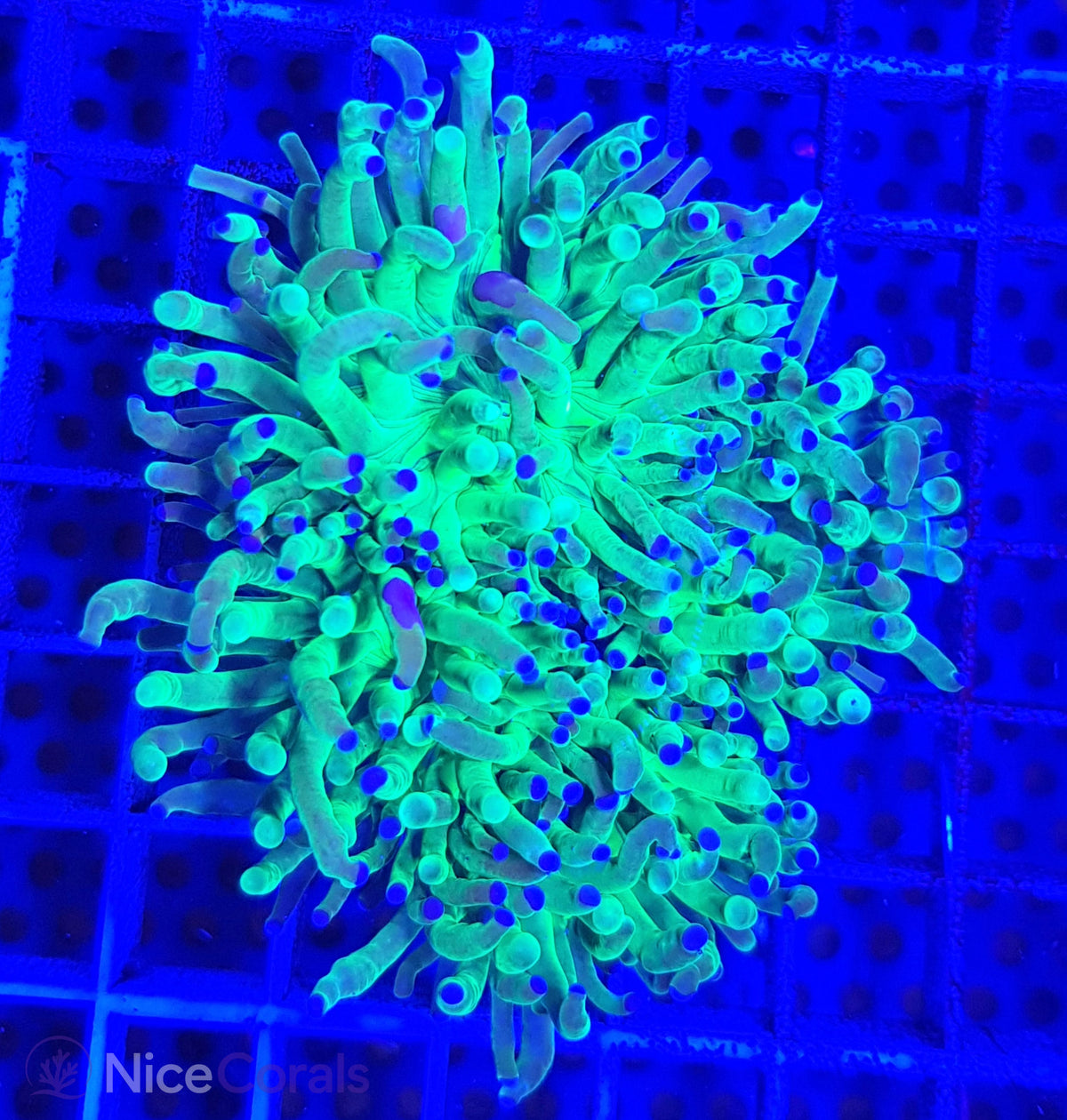 Euphyllia Torch