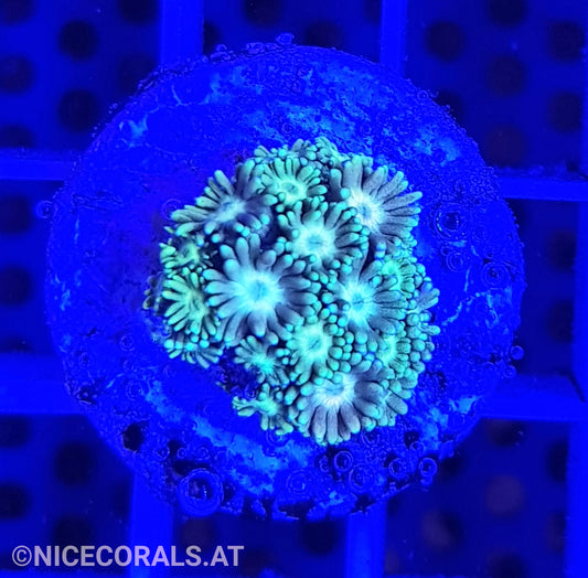 Goniopora