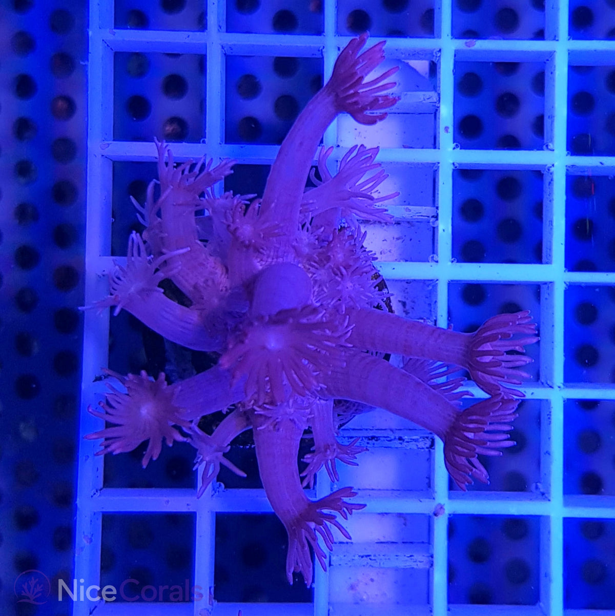 Goniopora