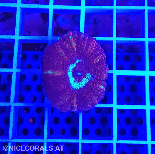 Acanthastrea maxima