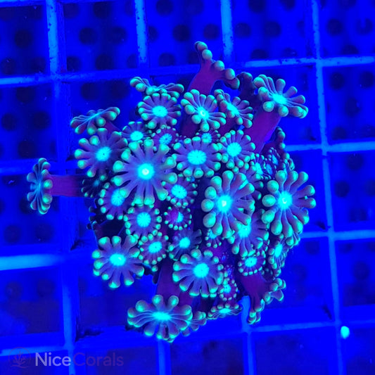 Alveopora