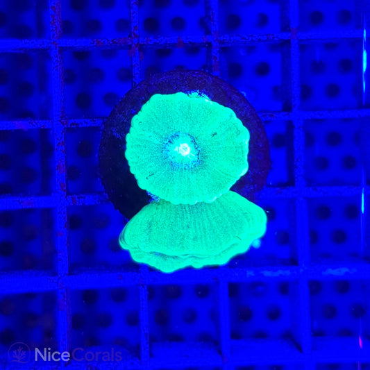 Caulastrea