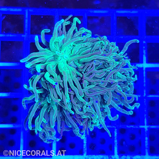 Euphyllia Indo Torch