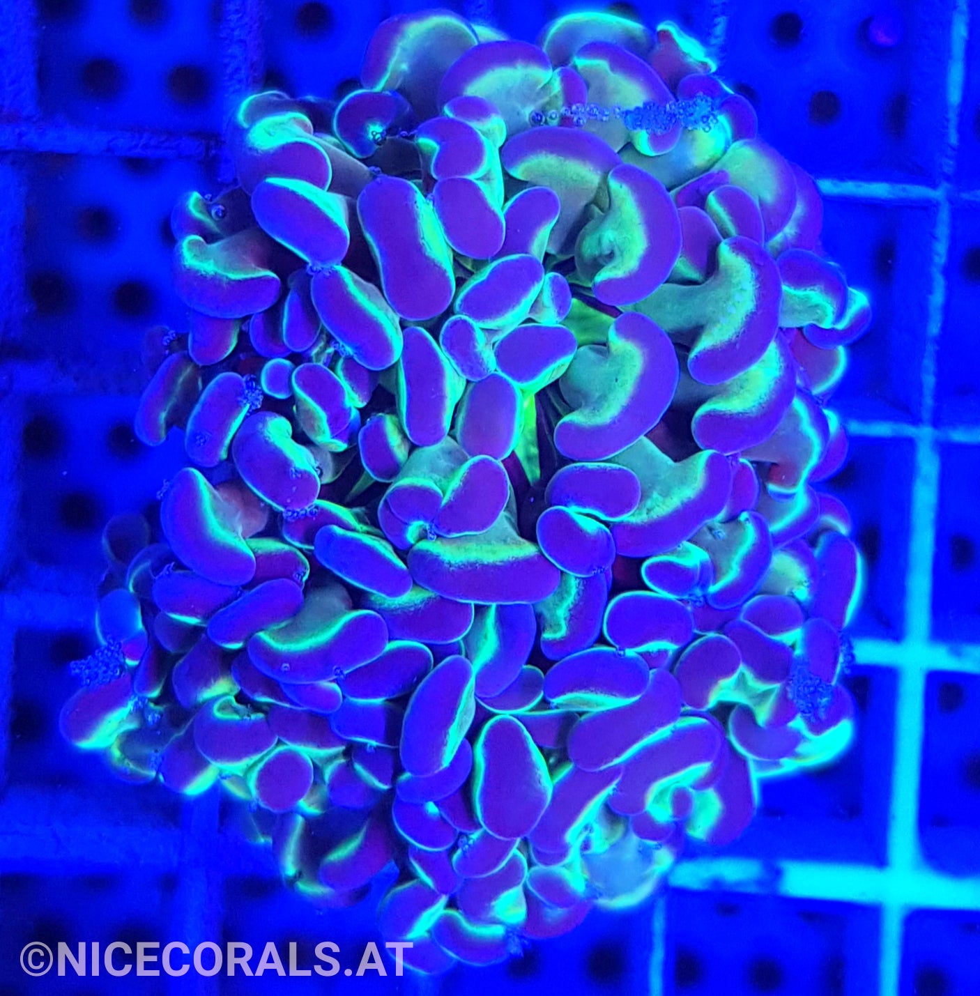 Euphyllia Paraancora