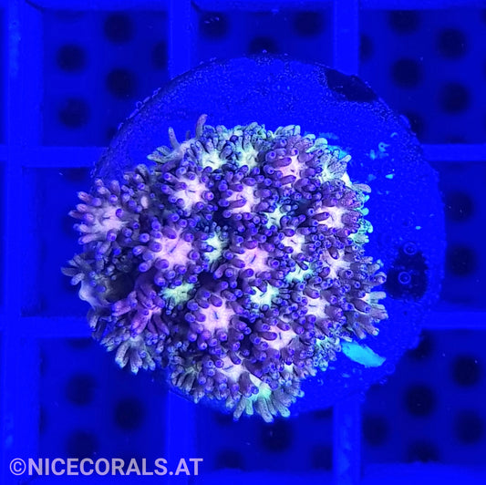 Goniopora