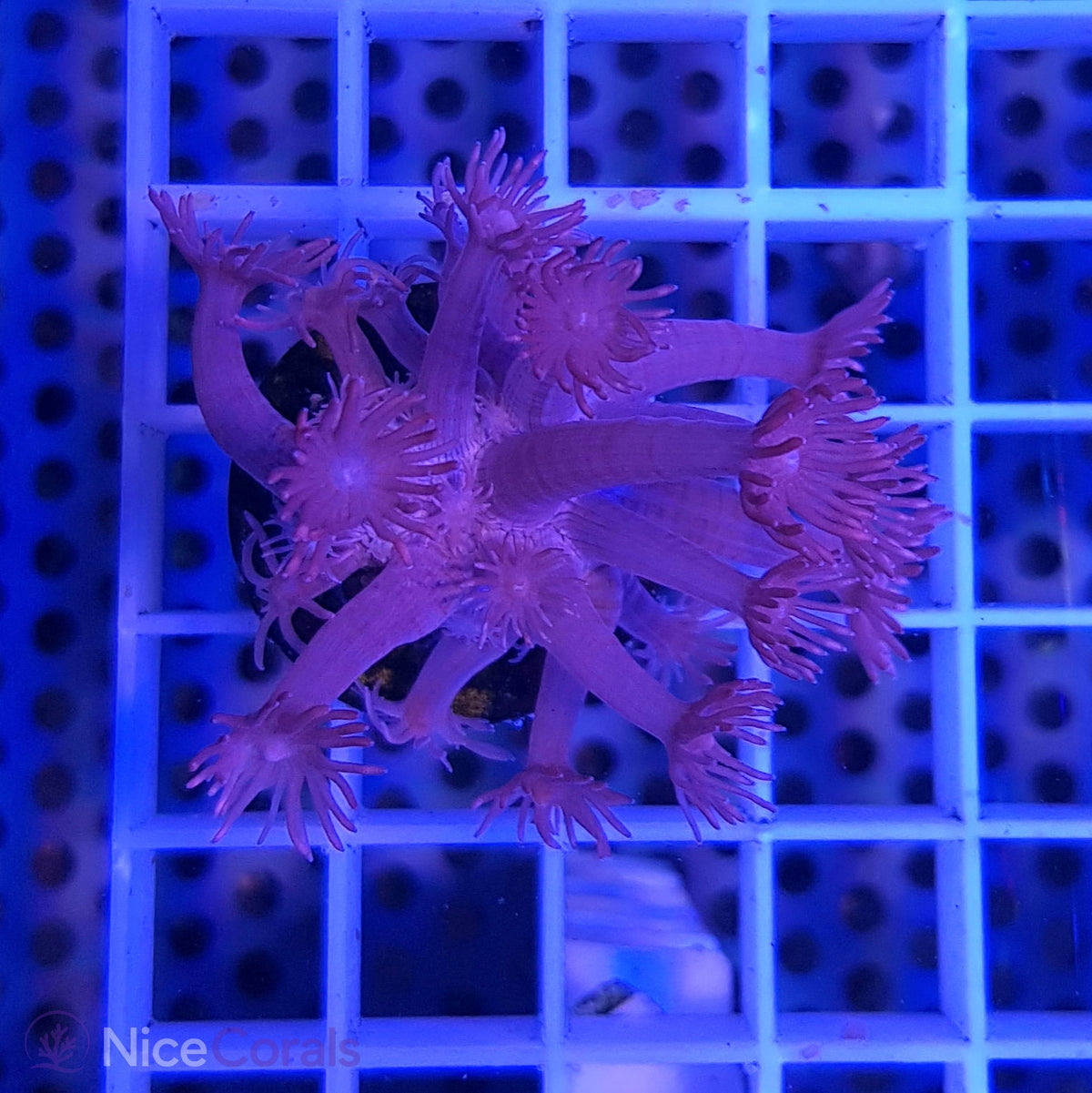 Goniopora