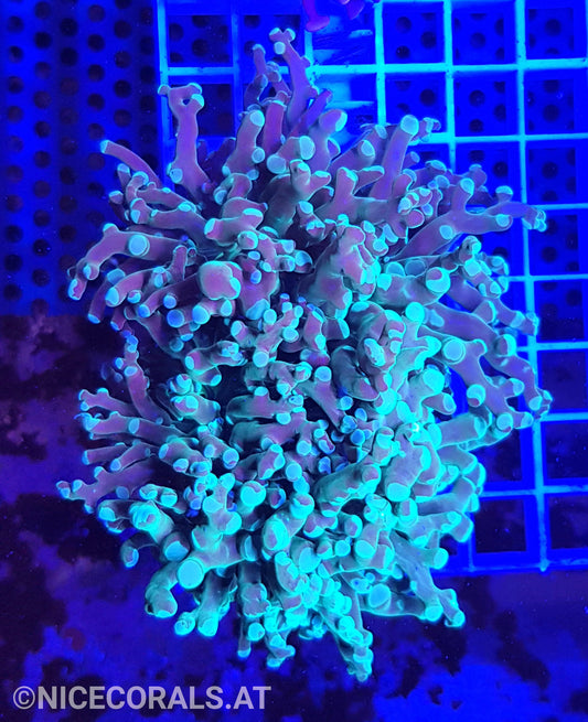 Euphyllia Paradivisa
