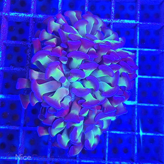 Euphyllia paraancora