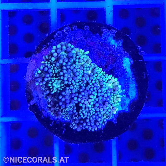 Goniopora