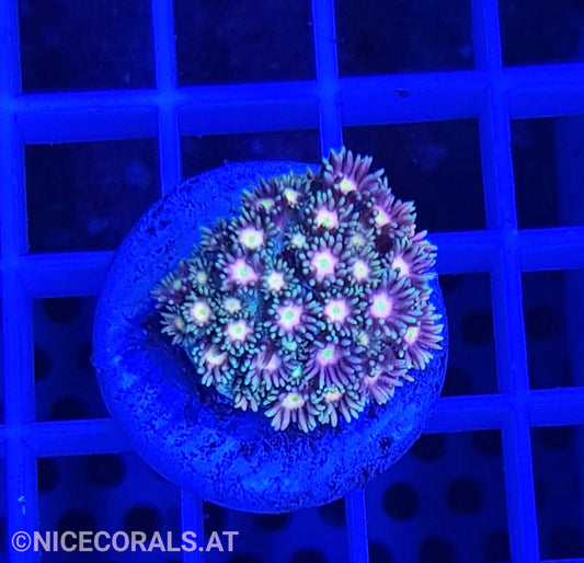 Goniopora