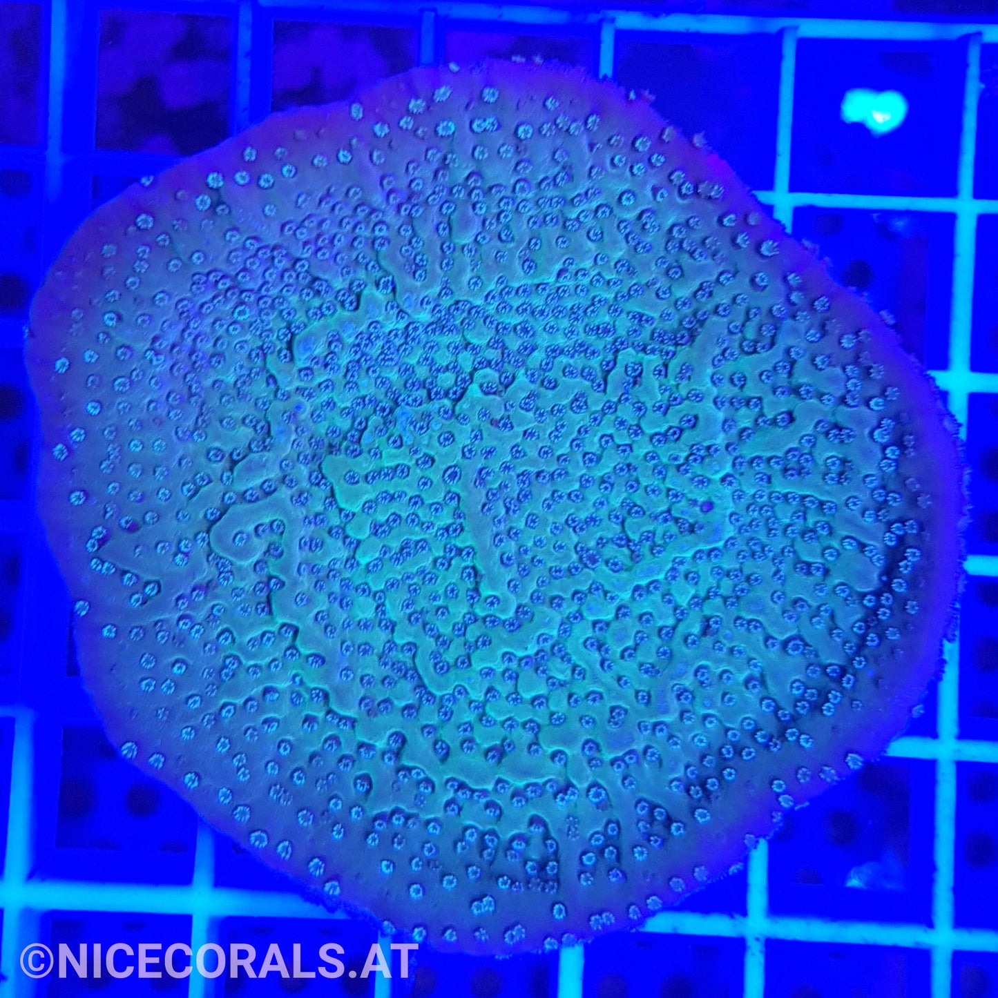 Montipora