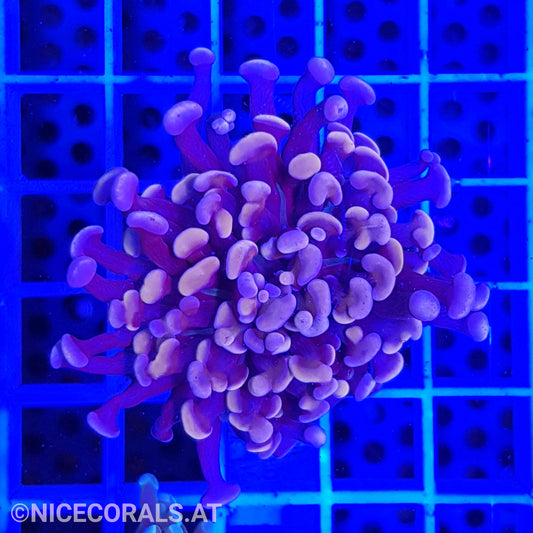 Euphyllia Paraancora