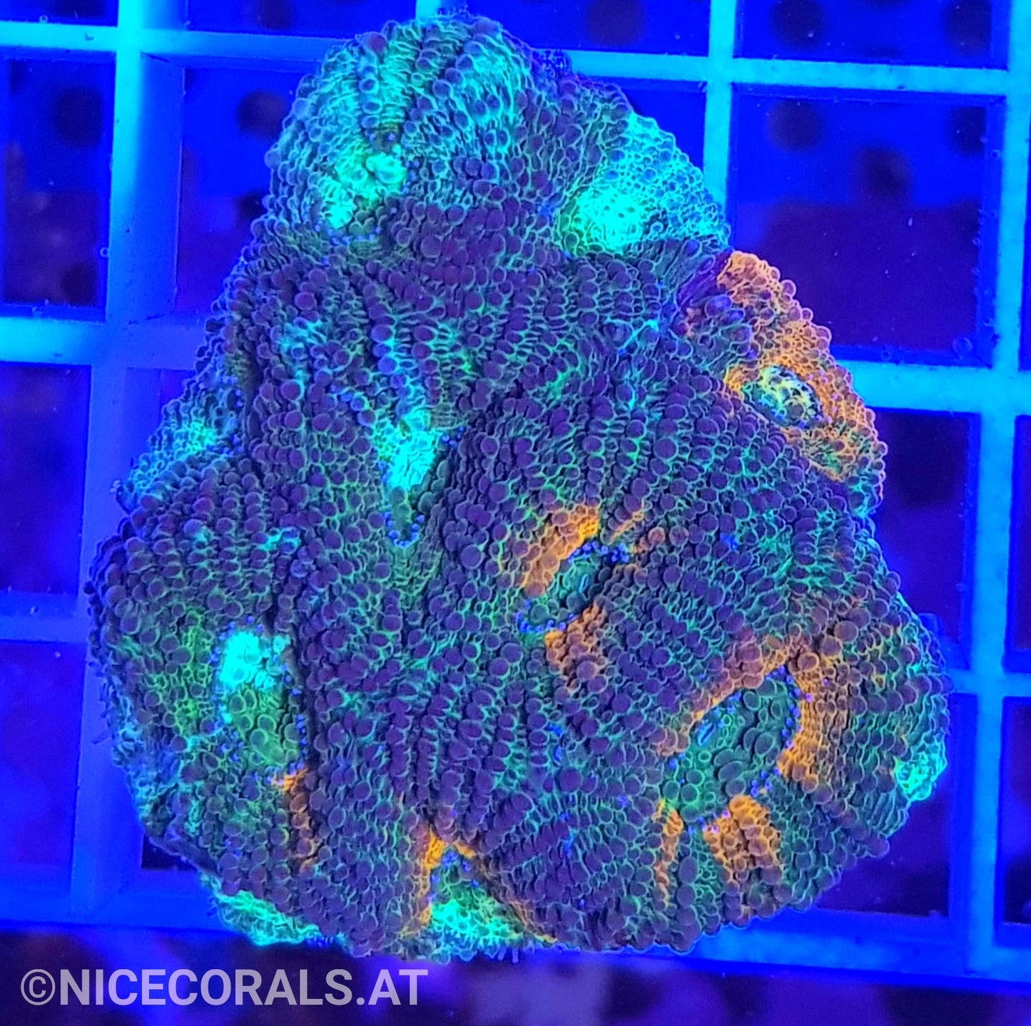 Acanthastrea echinata