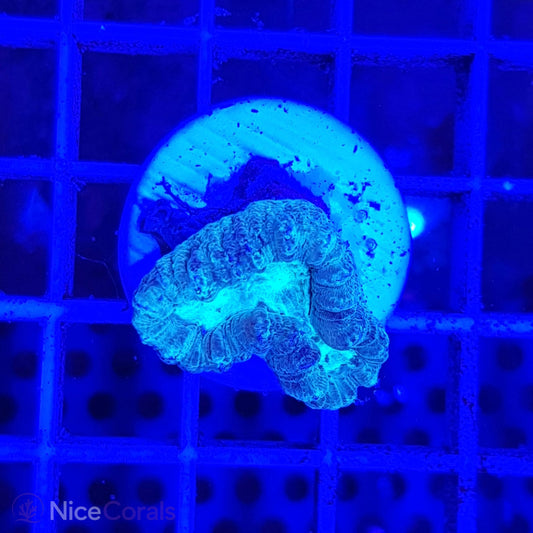 Caulastrea