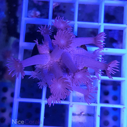 Goniopora
