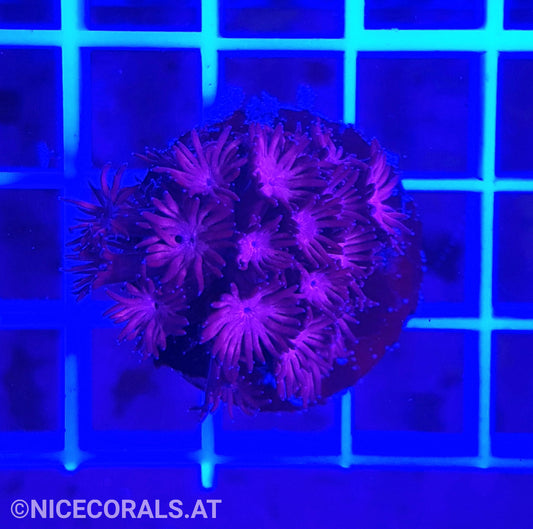 Goniopora