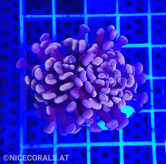 Euphyllia Paraancora