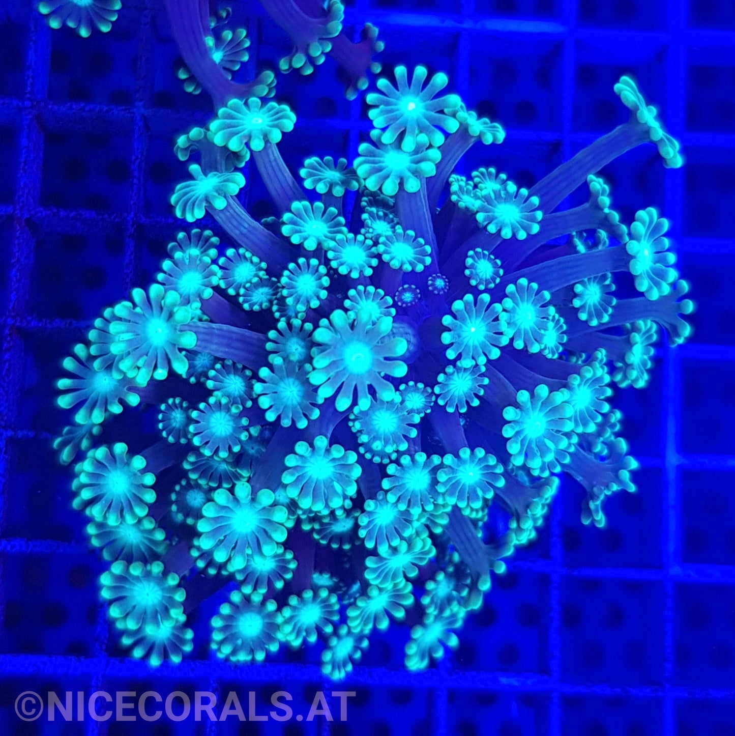 Alveopora