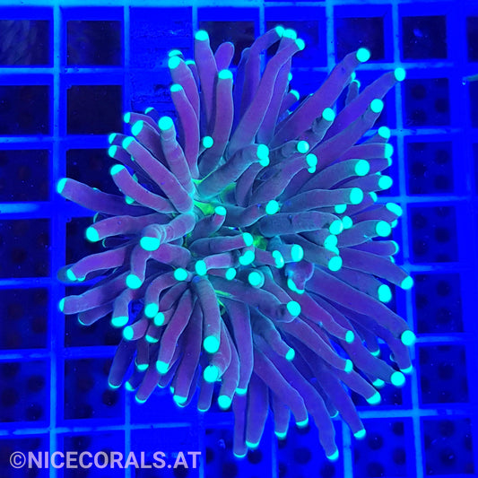 Euphyllia Indo Torch
