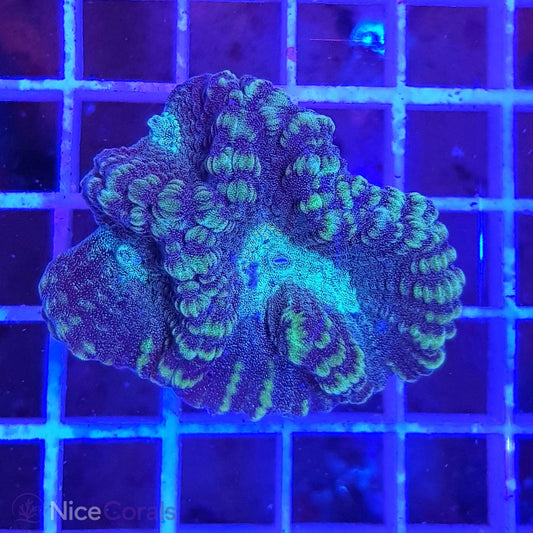 Oulophyllia