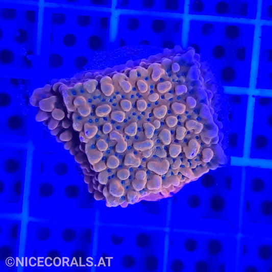 Montipora Flaming Phoenix