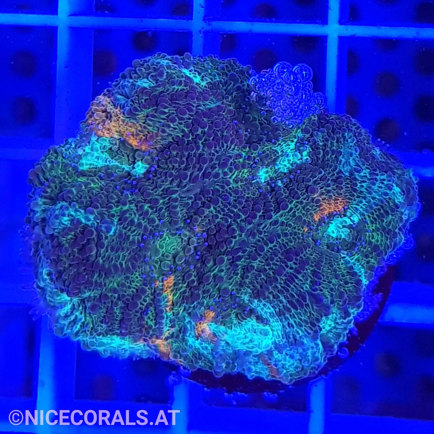 Acanthastrea echinata