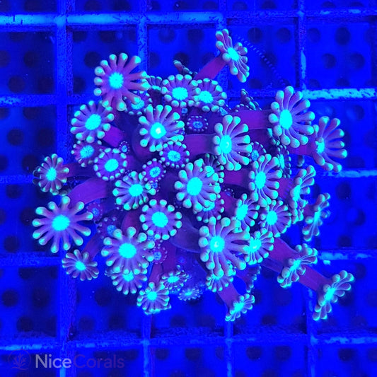 Alveopora